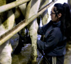 Dairy advice: Getting organised for drying-off cows
