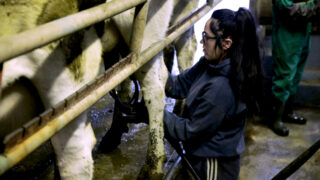 Dairy advice: Getting organised for drying-off cows