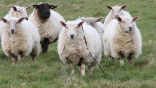 Lameness within a sheep flock – total eradication of the problem not feasible
