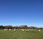 Applications open for innovative sheep farm visit to Scotland