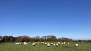 Applications open for innovative sheep farm visit to Scotland