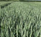 New Syngenta winter cereal varieties added to AHDB Recommended Lists