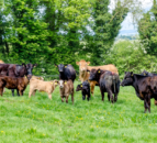 Intensify livestock production in ‘relevant locations’ – FAO