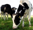 Ayrshire Food Hub to discuss role of data in dairy business decisions