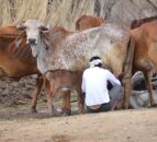 Farmers worldwide and their transition to ‘climate-smart agriculture’
