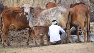 Farmers worldwide and their transition to ‘climate-smart agriculture’