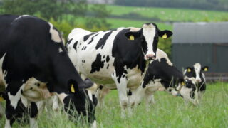 Consumer trust in UK farming hits six-year high