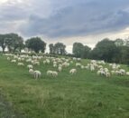 ‘Worrying’ number of sheep theft reports in Co. Antrim – PSNI