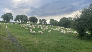 ‘Worrying’ number of sheep theft reports in Co. Antrim – PSNI