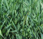 How weeds adapt within a tillage system