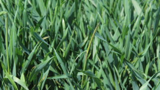 How weeds adapt within a tillage system