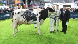 Hallow Holsteins’ connections enjoy day to remember at Royal Ulster Winter Fair