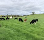 NI agri census: Less than 1% increase in cattle numbers in 2023