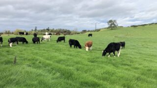 NI agri census: Less than 1% increase in cattle numbers in 2023