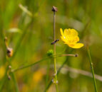 Survey to assess ecological state of NI countryside – DAERA