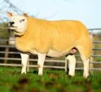 Festive Crackers sale at Ballymena Mart saw top price of 5000gns