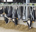UFAC-UK launches new sustainable dairy feed alternatives