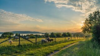 NIEA to provide ‘case-by-case’ advice until new ammonia strategy approved