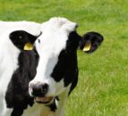 3 further cases of bluetongue in cattle identified in UK