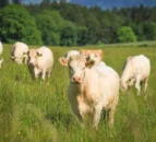 Deadline for suckler beef calf scheme fast approaching