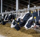 Müller invites applications for Next Generation dairy initiative