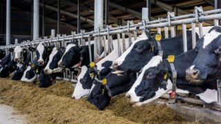 Silage stocks starting to run low in Northern Ireland