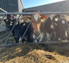 Time for parlour training to begin on your farm