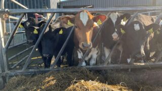 Time for parlour training to begin on your farm