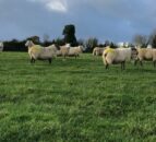Two further cases of bluetongue confirmed in livestock in Kent