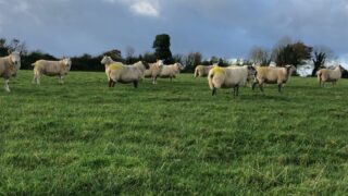 Two further cases of bluetongue confirmed in livestock in Kent