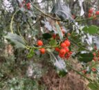 Reflection: Holly – the first sign of Christmas
