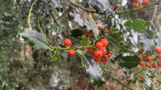 Reflection: Holly – the first sign of Christmas