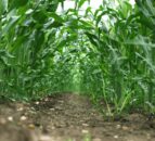 FAO Food Price Index: Wheat and maize prices fall in November