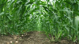 FAO Food Price Index: Wheat and maize prices fall in November