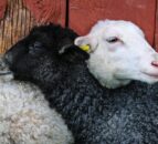 New legislation introduced to ban live animal exports