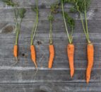 Supplement producers are going to ‘lose out’ amid carrot research
