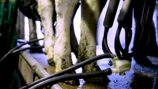 Drying-off: Maintaining standards for final cows