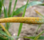 Growers urged to readjust management for backward wheat crops in 2024