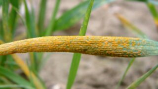 Growers urged to readjust management for backward wheat crops in 2024