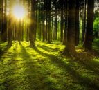 Fast-developing skills shortage within NI forestry sector