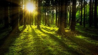 Fast-developing skills shortage within NI forestry sector