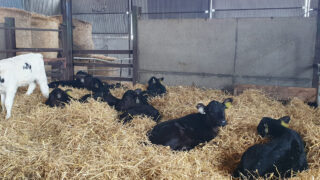 Dairy advice: Have you reviewed your herd health plan?