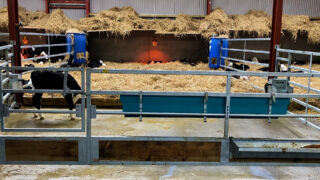 The importance of a clean calf shed during rearing period