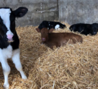 Spring calving: Time to get ready for calves
