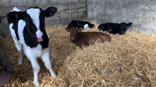 Spring calving: Time to get ready for calves