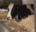 Spring-calving: Ensuring that safety is at the forefront
