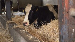 Spring-calving: Ensuring that safety is at the forefront