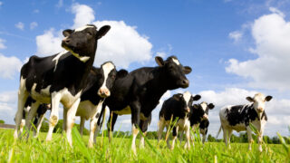 2026 for completion of £20m Ehrmann Cornish Dairy dessert production facility