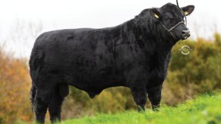 AI-bred dropped calves continue to secure premium price