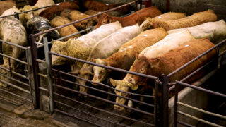 Sustainable farmgate prices key UFU priority for 2024